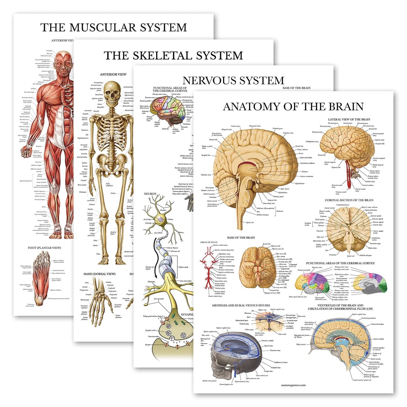 Palace Learning 4 Pack Anatomical Poster Set Laminated Muscular Skeletal Nervous System Brain Anatomy Chart Set LAMINATED 18 x 24