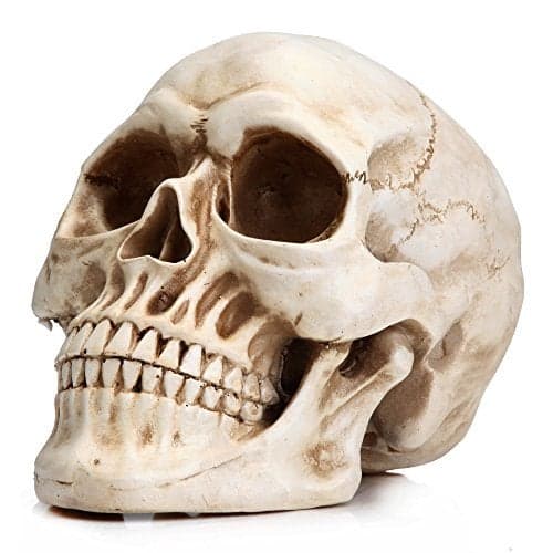 READAEER Resin Skull, Human Head Model for Home Decoration, Halloween Statue, Skull Model for Bookshelf and Desktop (White)