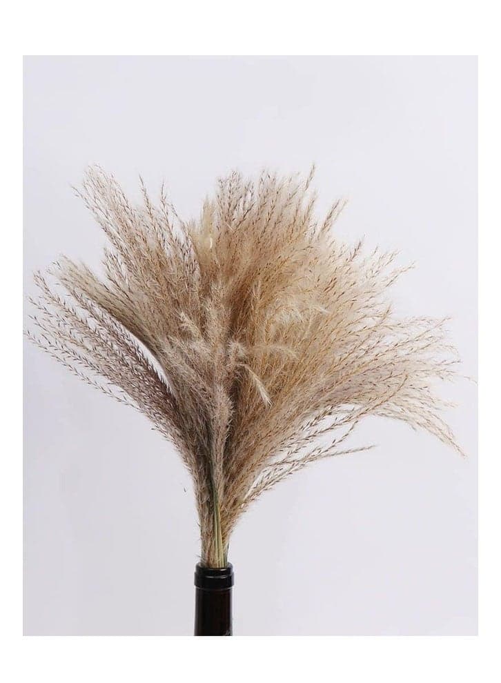 Dried Reed Flower Bouquet For Home and Office Decoration Non Fading