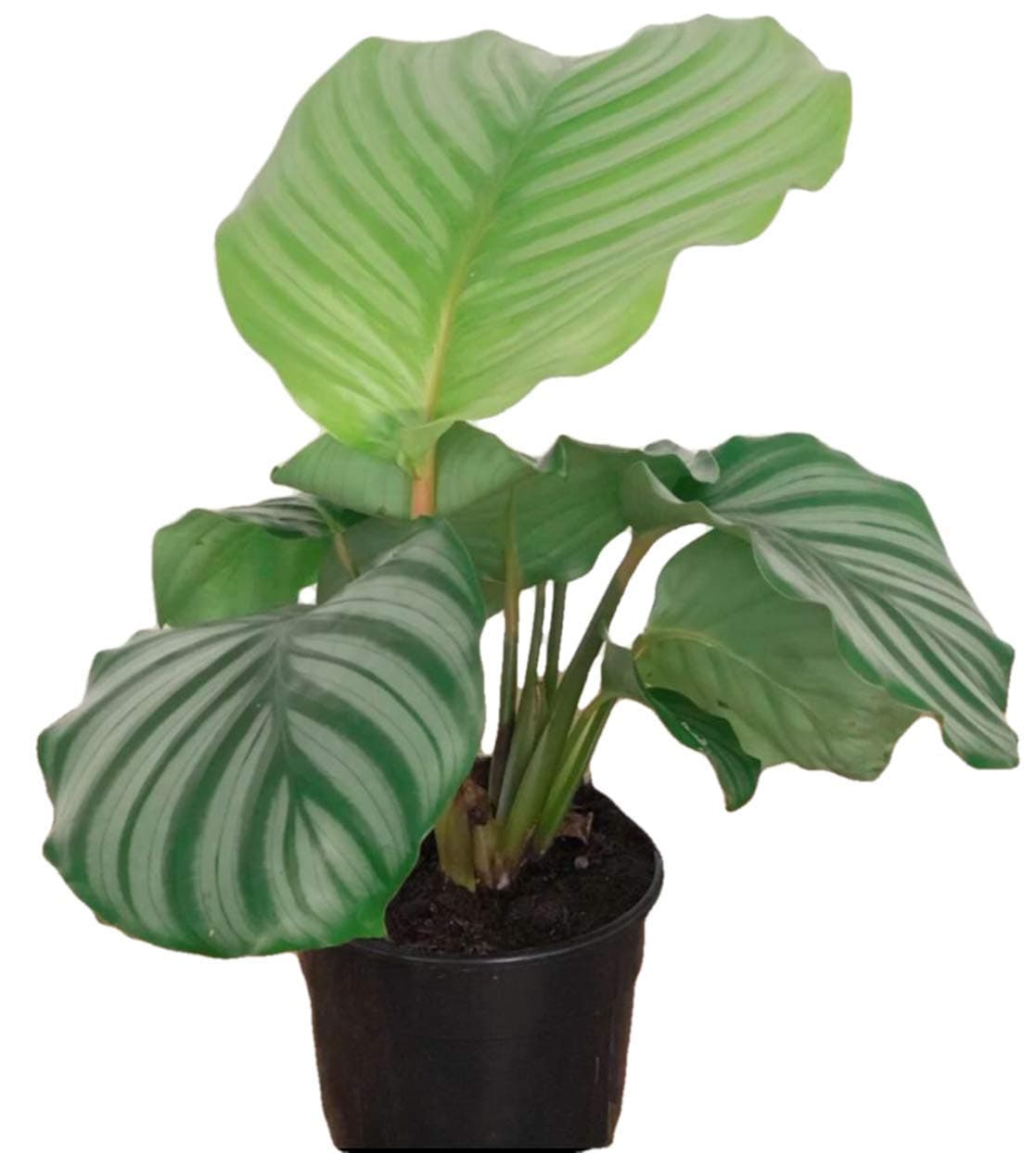 The Four Seasons Calathea Orbifolia | Rare Variety Natural Live Plant in Pot
