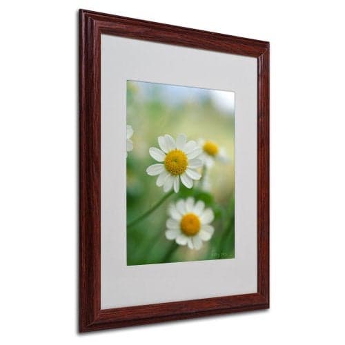 Trademark Fine Art Chamomile by Kathy Yates Canvas Artwork in Wood Frame, 16 by 20-Inch