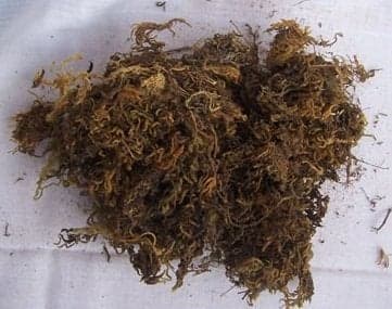 CAPPL Dry Sphagnum Moss, 2 Kg