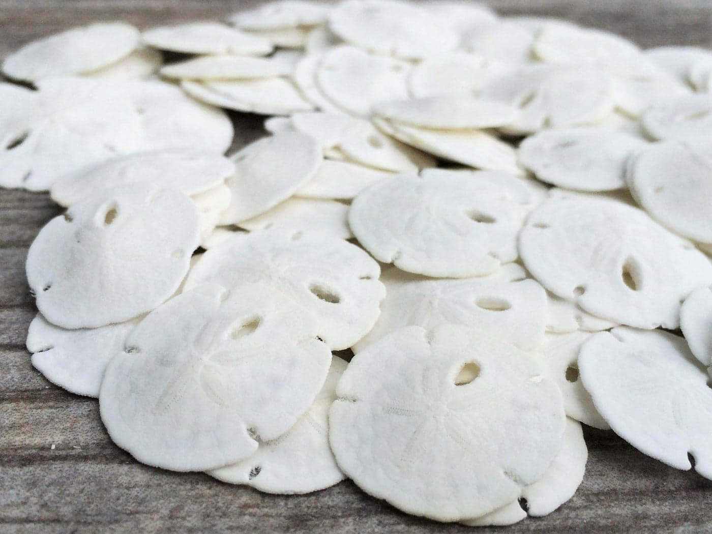 Sand Dollar Real Natural Sand Dollars Under 1 Inch Set of 100 Small White Sand Dollar Shells for Weddings and Craft Plus Free Nautical eBook by Joseph Rains