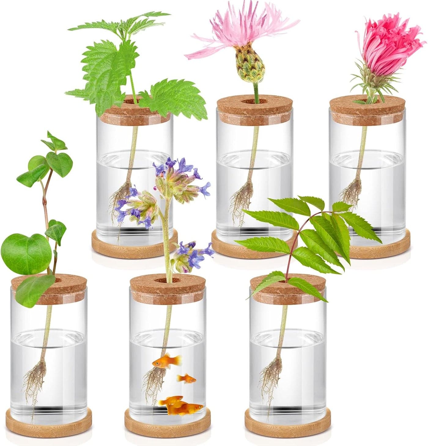 6 Pcs Plant Terrarium Desktop Glass Planter Plant Propagation Tabletop Propagation Vase Containers with Cork and Wooden Saucer for Growing Hydroponic Plants Garden Home Office Decor 256 x 4 Inch