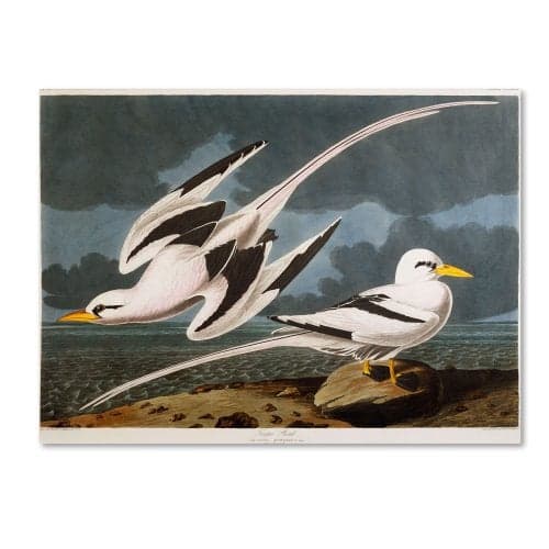 Trademark Fine Art Tropic Bird Artwork by John James Audubon, 14 by 19-Inch