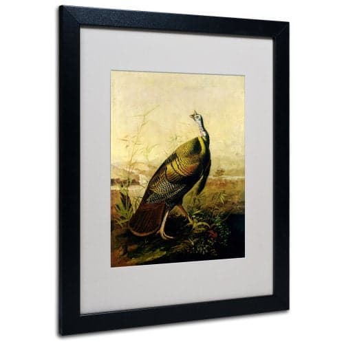 Trademark Fine Art American Wild Turkey Cock Matted Artwork by John James Audubon with Black Frame, 16 by 20-Inch