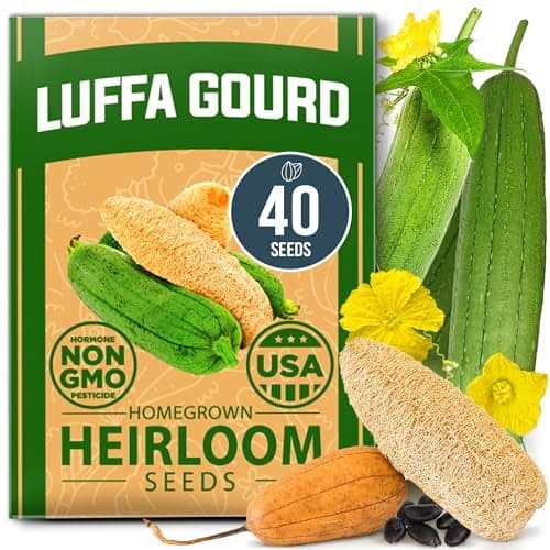 HOME GROWN π¨π¦π π£π₯ππ ππ¨π Luffa Seeds (Luffa aegyptiaca) 40 Heirloom π‘π’π‘-ππ π’ Loofah Gourd Seeds for Planting High Germination Rate - Make Sponges or Harvest Young Loofahs for Eating