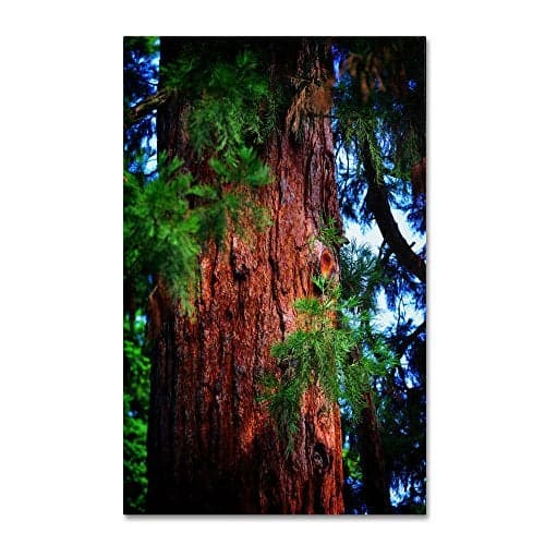 Trademark Fine Art Giant Sequoia Artwork by Philippe Sainte-Laudy, 12 by 19-Inch