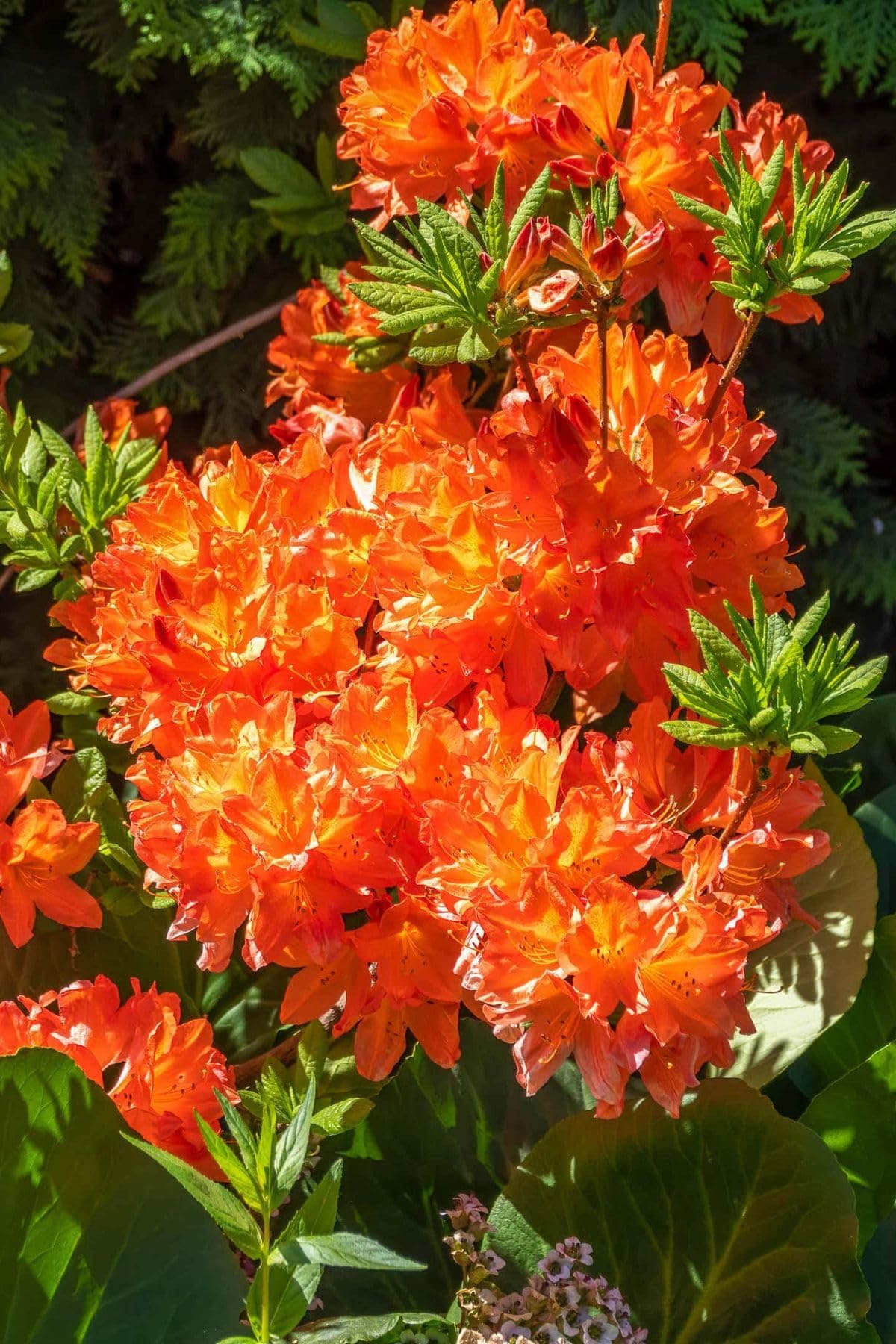 Aiden Gardens Azalea Plant Live Flowering Shrub | Vibrant Spring & Summer Blooms | Evergreen Rhododendron Variety | Easy-Care Accent Plant for Shade Gardens & Patio | (Gibraltar) 1 Live Plant