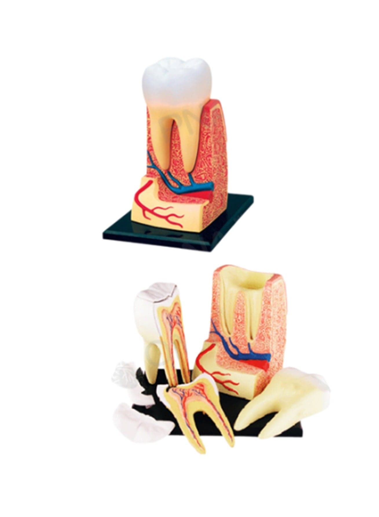 4d Teeth Model Making. Human Body Assembly For Kids. Torso With Removable Parts. Preschool And School Medical Education Science Set