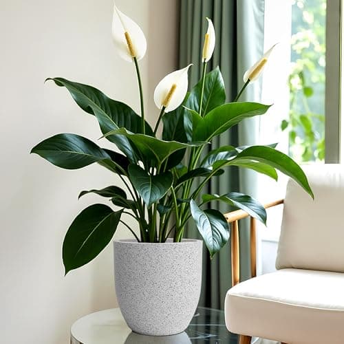 YUCCABE ITALIA FOXB PCUP 8 INCH Pots for Plants Highly Durable Polymers Lightweight Indoor Outdoor Flower Pot Gamla Tree Planter Container Planters for Living Room, Balcony, Garden, Office