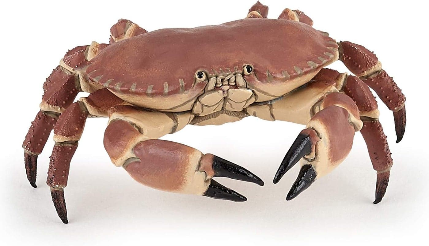 Papo CRABE REALISTE Educational marine figurine 3 years old Sea World Hand painted Stimulates the imagination 8cm x 75cm x 25cm Educational toy Gift idea realistic crab