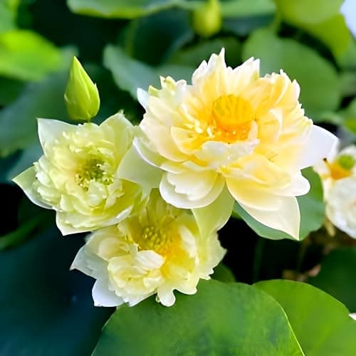 SEILOZBUNIA Hybrid All Time Orginal Variety Guarante Blooming Yellow Lotus Live Plant Big Water Lily (TUBER/Root) With in 35 Days For Outdoor and Indoor Plant.