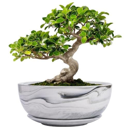 G EPGardening Bonsai Pots, 8 Inch Marble Pattern Ceramic Succulent Pot with Drainage Hole and Plant Saucer, Large Round Planter for Indoor Outdoor Plants, Modern Flower Pot, Plants Lovers Gifts, Grey