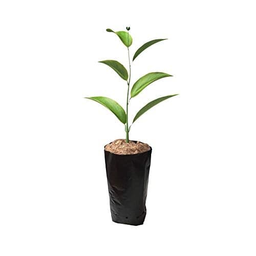 Frjjthchy 100 PCS Thicken Plastic Nursery Bags for Plants Fruit Flower Grow Bags Seedling Pots 669x1181 in