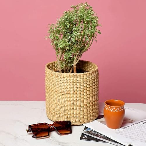 Habere India-All The Cultures Fabricating India Jute Planter Basket | Cane Baskets For Storage | Clothes Storage Basket | Baskets for plants - Round (Medium: 23.5x22 cm)