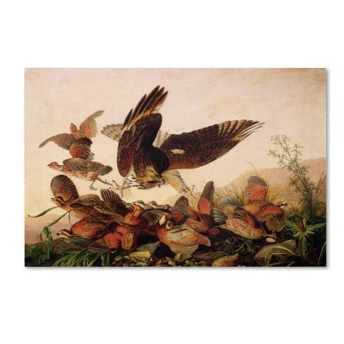 Trademark Fine Art Red-Shouldered Hawk Artwork by John James Audubon, 16 by 24-Inch