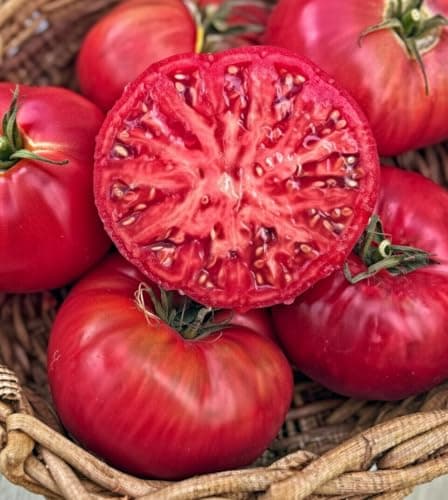 Marde Ross & Company Pink Ponderosa Heirloom Tomato Seeds - Large Tomato - One of the Most Delicious Tomatoes for Home Growing, Non GMO - Neonicotinoid-Free