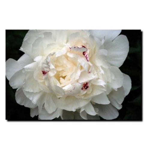 Trademark Fine Art Kurt Shaffer Perfect Peony Canvas Art, 18 by 24-Inch