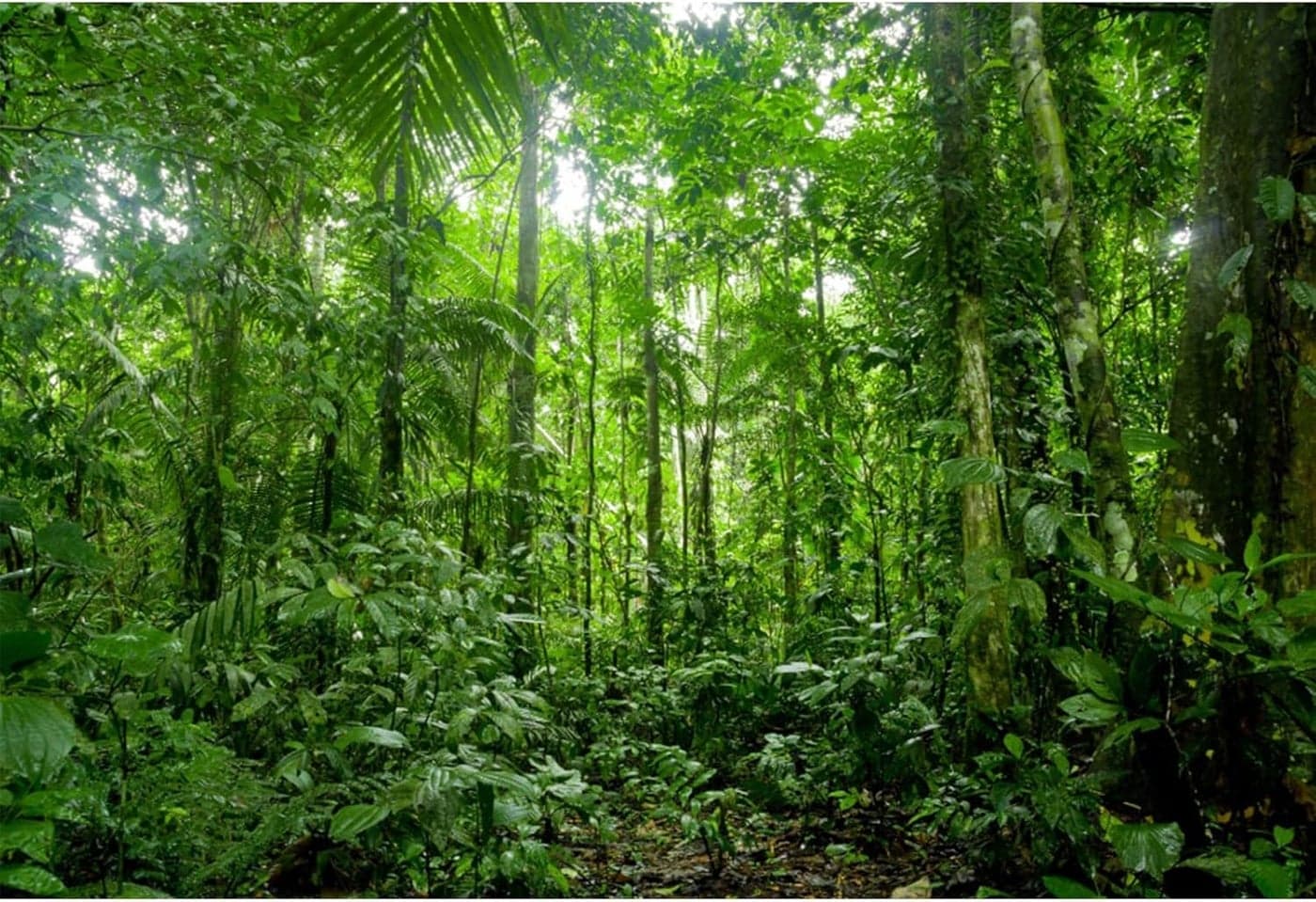 YongFoto 5x3ft Jungle Forest Trees Backdrops for Photography Summer Woods Wonderland Trees Plant Spring Nature Landscape Photography Background Picnic Camping Girl Boy Scouts Adventure Photo Studio