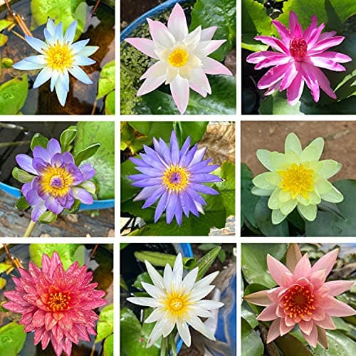 Indian Gardens - Waterlily live plant (Set of 5)