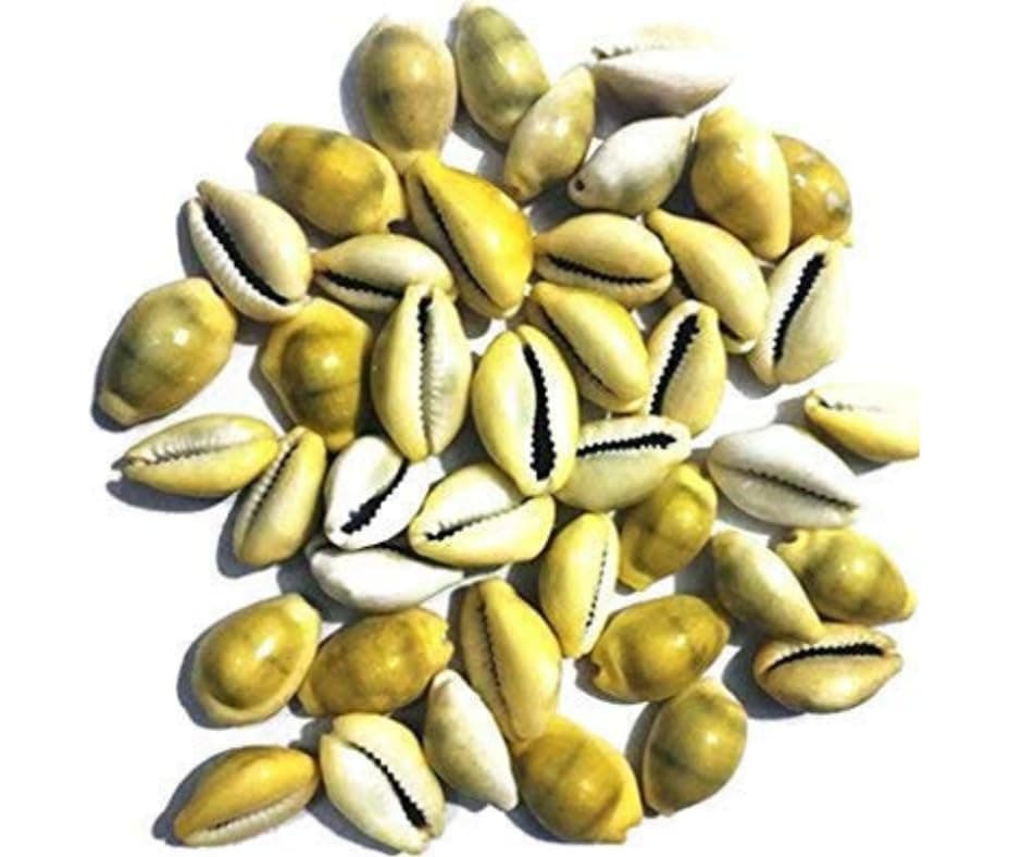 DEV POOJA STORE Yellow Kawdi Natural Lakshmi Peeli Kodi Set of 21 Natural Cowrie KawdiKodiGavvalu Shells for Laxmi PujaPooja Traditional Wealth Prosperity Symbol