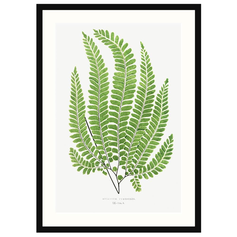 COLOSSAL ART HOUSE British Fern Leaf Framed Poster Large Wall Painting for Living Room Bedroom Kitchen and Office Wall Decoration Frame dcor 11x14 Inch Framed Picture with Poster