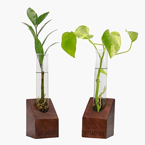 Lazy Gardener Test Tube Desk planters | Plant Holder Base with Test Tube | Timber Grove Solo for Office or Home and Balcony | Timber Grove Solo (Sheesham Wood) Set of 2