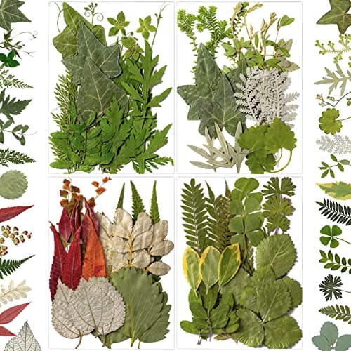 LUCISKY 84 Pcs Dried Leaves Pressed Flowers for Resin Molds, Real Natural Assorted Dry Greenery for Leaf Craft DIY, Jewelry Making, Decoration Supplies, Soap and Candle Making