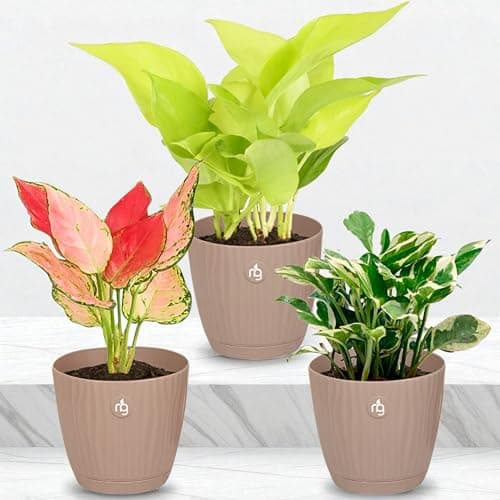 Nurturing Green® Combo of 3 Live Indoor Plants (Aglaonema Lady Valentine, Golden Money Plant & Njoy) in Mocha Self Watering Pots