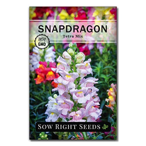 Sow Right Seeds - Tetra Mix Snapdragon Flower Seeds for Planting - Non-GMO Heirloom Packet with Instructions to Grow - Fragrant Annual Flower Spikes in a Mix of Colors - Half Tall for Front Beds (1)