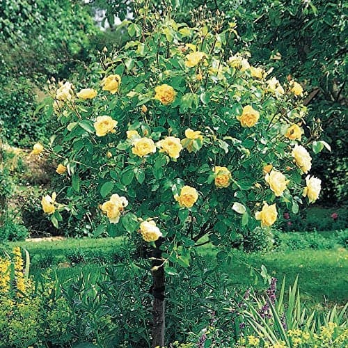 Aiden Gardens Rare Grafted English Tree Rose Plant Graham Thomas Yellow Color 1 Healthy Live Plant