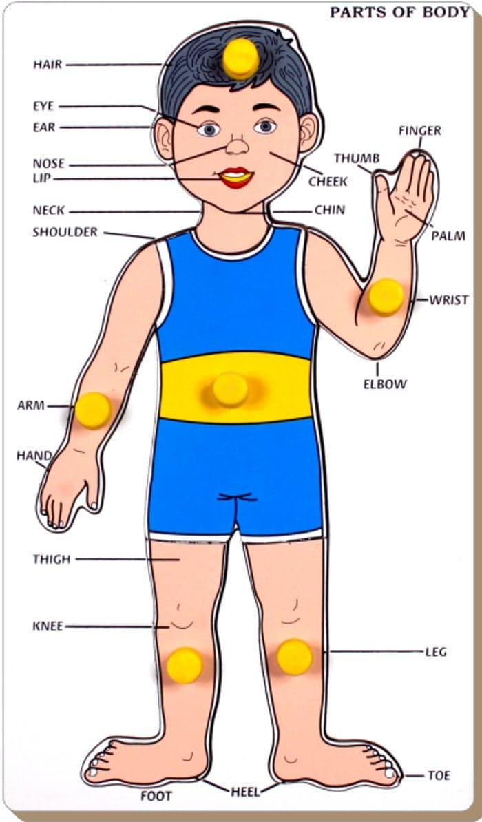 Little Genius Parts Of Body - Boy With Knob - Kids