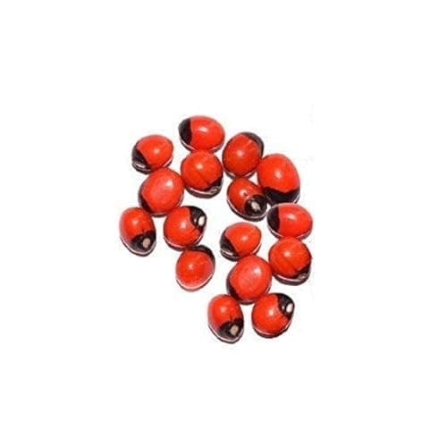 Astrodidi Red Gunja Seeds/Laal Chirmi Beej for Maa Lakshmi Pooja (51 Pieces)