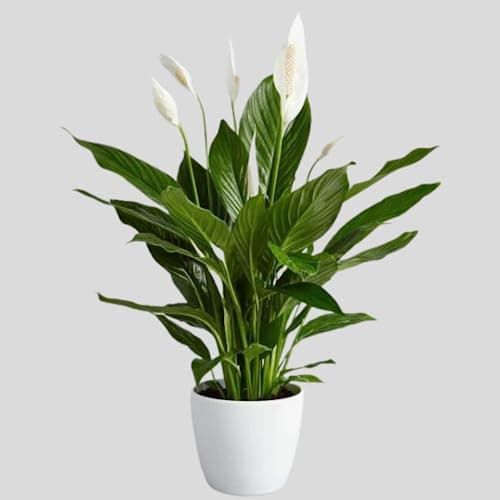 CAPPL Peace Lily Live Indoor Plant with Pot | Air Purifying House Plant for Home & Office Décor | Spathiphyllum Lily Plant in Plastic Pot (Approx 10–20 cm Height)