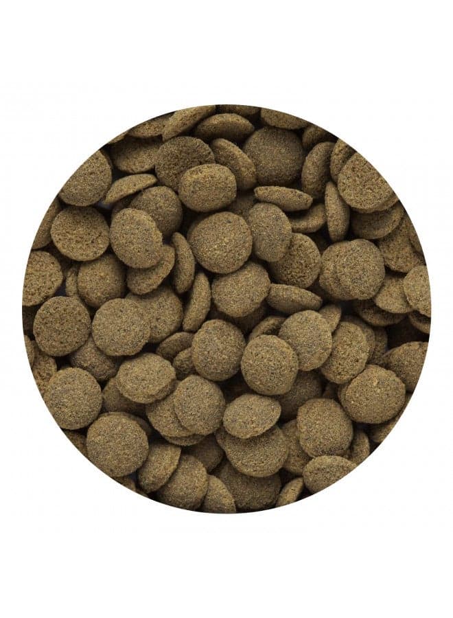 Hikari Tropical Sinking Wafers for Catfish, Loaches and Bottom Feeders 3.88 oz