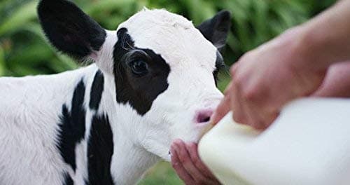 HI-TECH Milk Feeding Bottle for Calf (2 L), Pack of 1, White colour