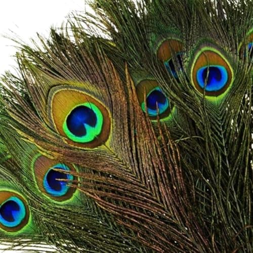 Natural Peacock Feathers with Eye Peacock Tail Feathers 1012inch2530cm for Wedding Party Arts and Crafts Home Decorations 12