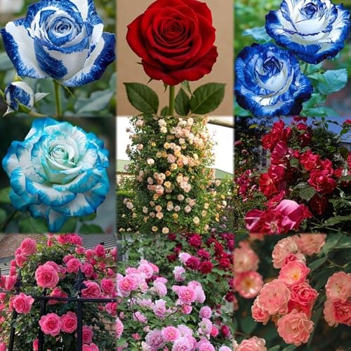Ritz Farming® Climbing Rose Imported Flower Seeds for Your Home and Gardening Pack Of 80 To 100 seeds (ORANGE)