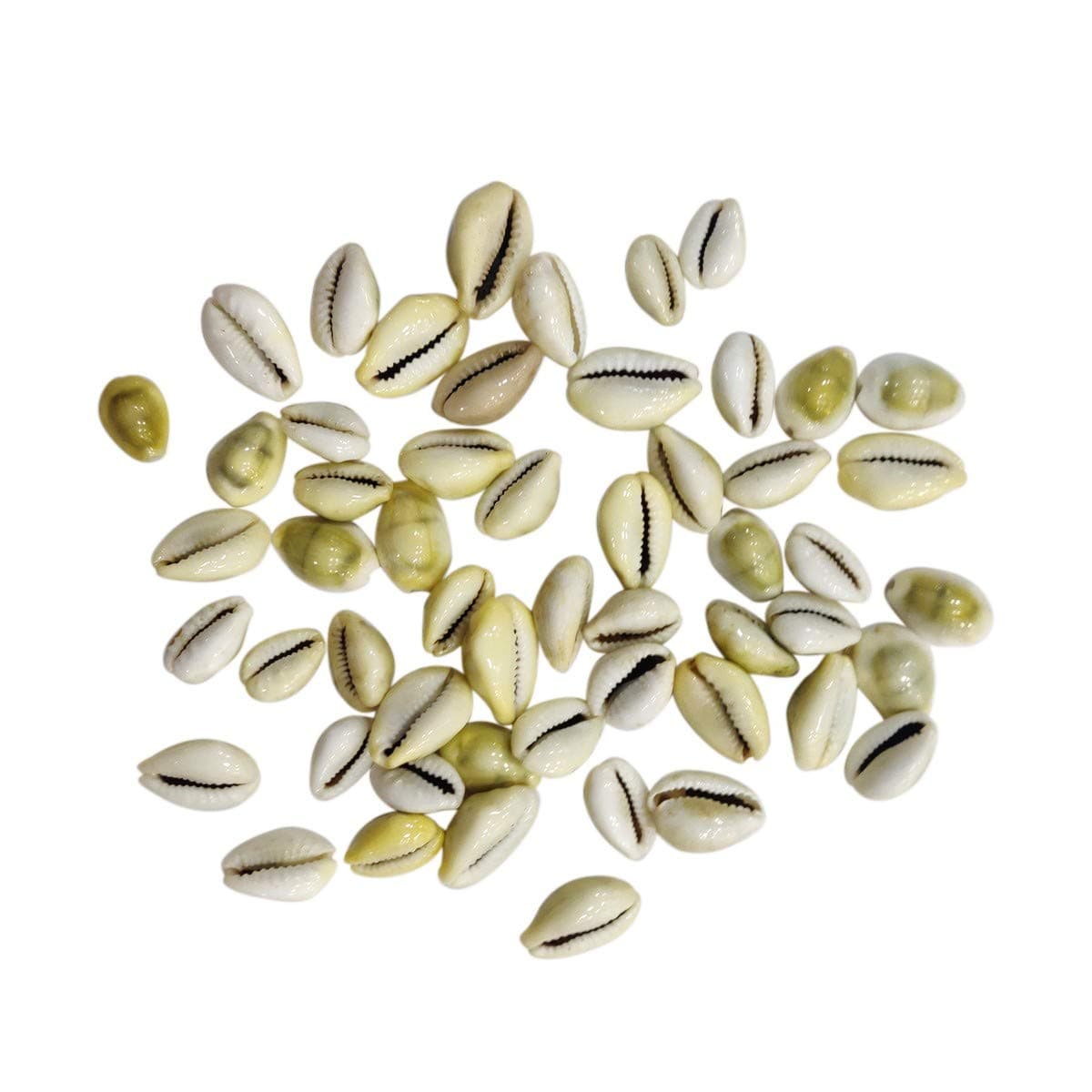 9Dzine Natural Pili Lakshmi Kaudi for Wealth Success 21 Pcs Original Yellow Kawri Cowrie for Diwali Puja Temple Festival Gifts Laxmi Pooja Room