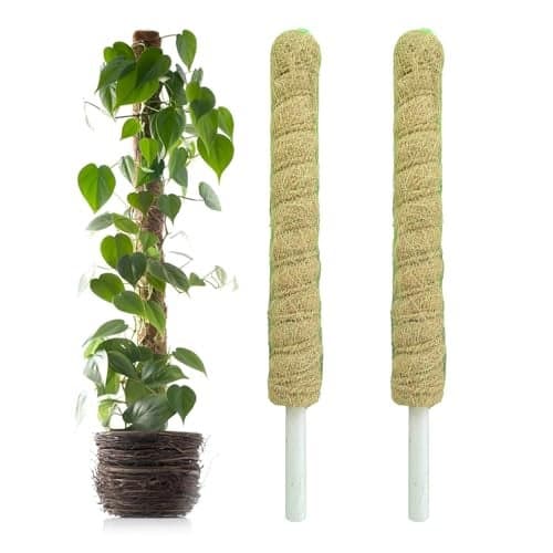 Casa De Amor Coir Stick | Natural Coco Pole Support for Climbing Indoor & Outdoor Plants | Strong Pole for Money Plant, Monstera, Pothos Growth (2 Feet, Set of 2)