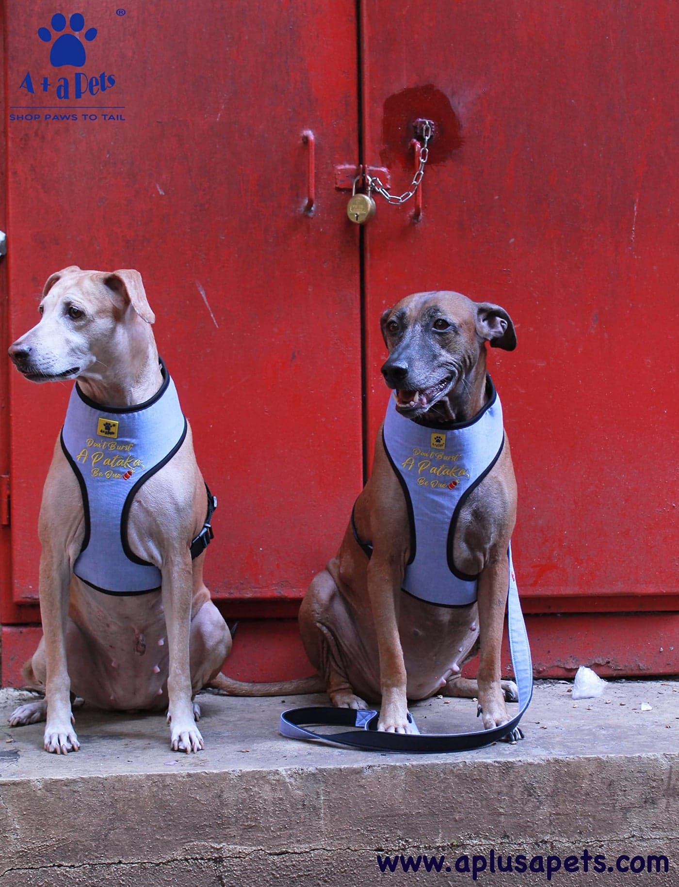 A+a Pets' Pataka' Harness and Leash Combo Set (M)