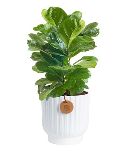 Costa Farms Fiddle Leaf Fig Tree Live Plant, Little Ficus Indoor Plant in Modern Decor Planter, Houseplant Potted in Potting Soil, Birthday, Housewarming, Home Decor, 1-Foot Tall
