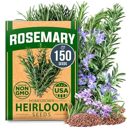 HOME GROWN π¨π¦π π£π₯ππ ππ¨π Rosemary Seeds Pack - 150 High Germinating π‘π’π‘-ππ π’ Heirloom Herb Seeds for Planting in Indoor or Outdoor Herb Gardens (Salvia rosmarinus)