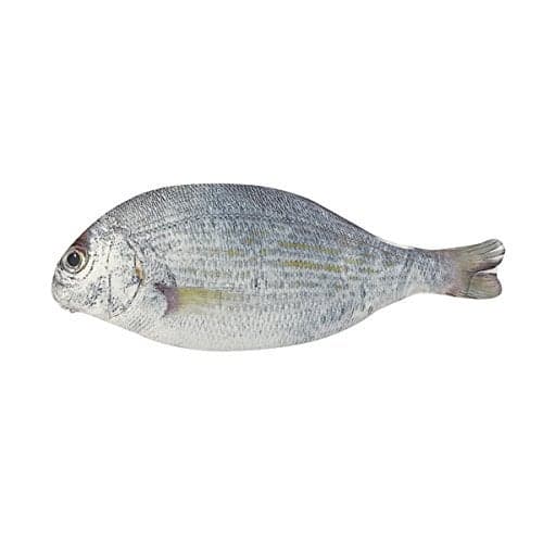 Wrapables® Novelty Fish Style Pencil Case, White