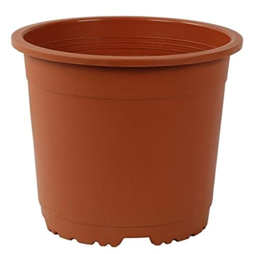 CAPPL Teracotta Sunrise Pot 19.5 cm (Pack of 12)