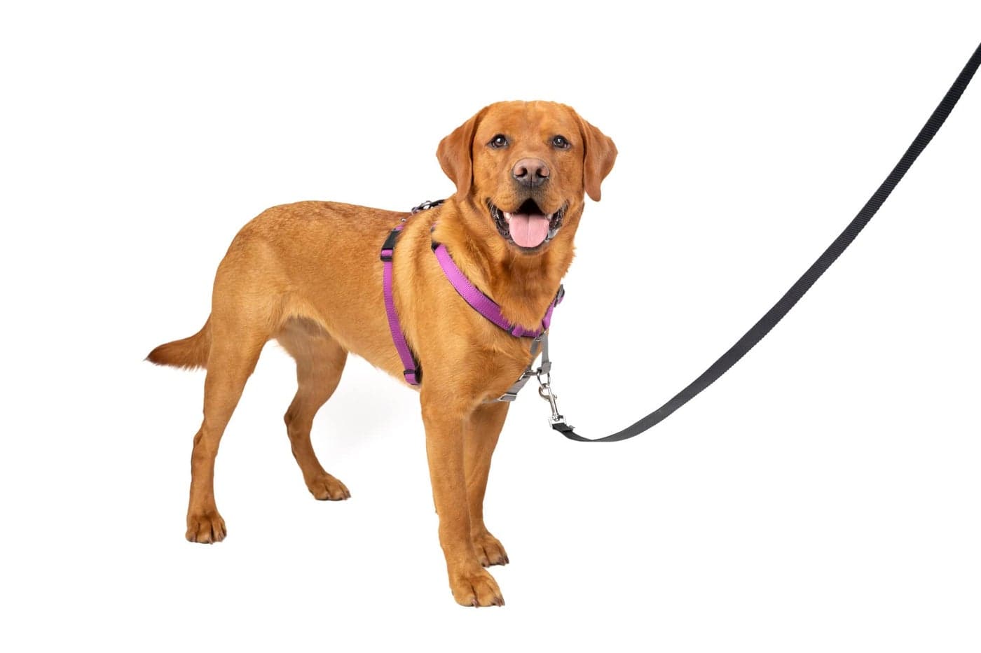 PetSafe 3in1 Harness Comfortable EasyWalk Dog Chest Harness with Front Leash Attachment to Reduce Pulling Choking Gagging Dog Obedience Gear Large Plum
