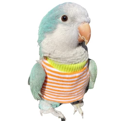 Bird Clothes Handmade Cotton Stripe Shirt Round Collar Sweater Flight Suit for Parrots African Greys Parakeet Cockatiel Sun Conure Christmas Halloween Cosplay Apparel Bird Supplies LOrange