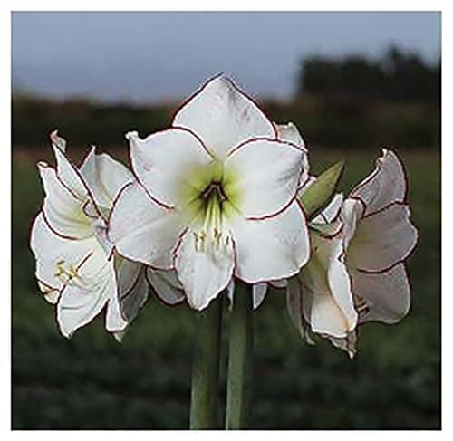 Picasso White Amaryllis Bulb – Large Bulb for Planting, Pink/Red Edges, 4-8 Blooms, 16–24" Tall – Elegant Indoor & Outdoor Plant – Low-Maintenance Amaryllis Bulb (Not in Wax)