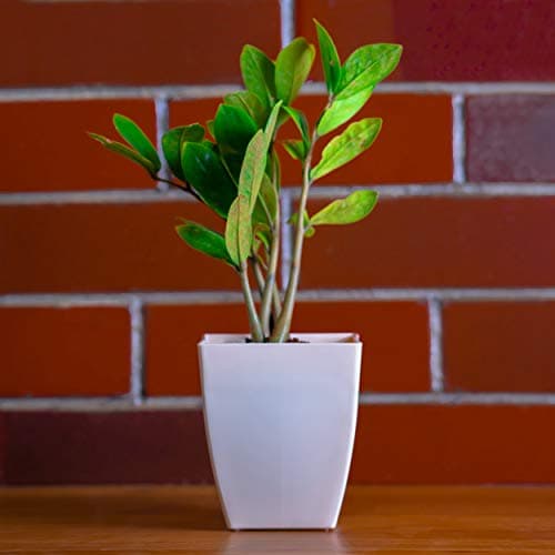 garbnoire Gardening Flower Pots - 5.5 Inch Plastic Flower Pots | Modern Decorative Indoor Outdoor Pots - (Ivory, 5)